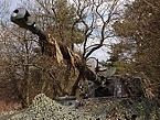 Panzerhaubitze M109 A5&Ouml;