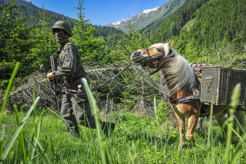 Haflinger Tragtier bei der Übung Capricorn 2015 © Bundesheer